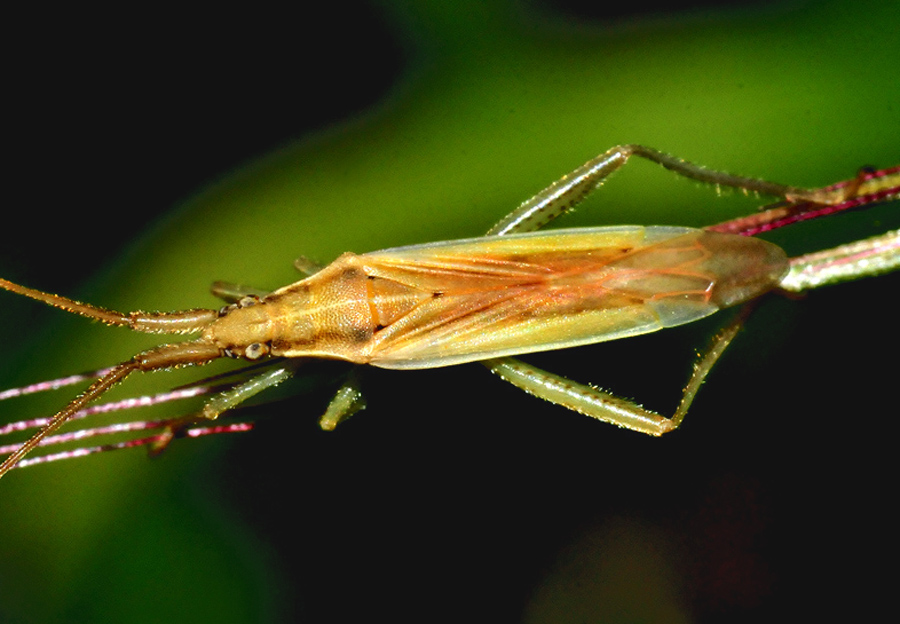 Miridae:  Stenodema sp. (laevigatum opp. sericans)